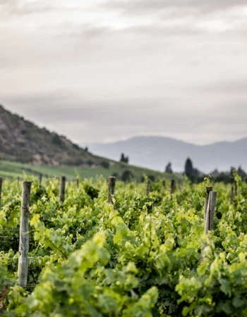 Bodega Veramonte