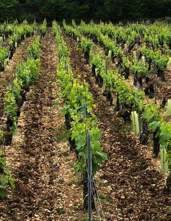 gonzalez-byass-usa-domaine-testut gonzalez-byass-usa-domaine-testut