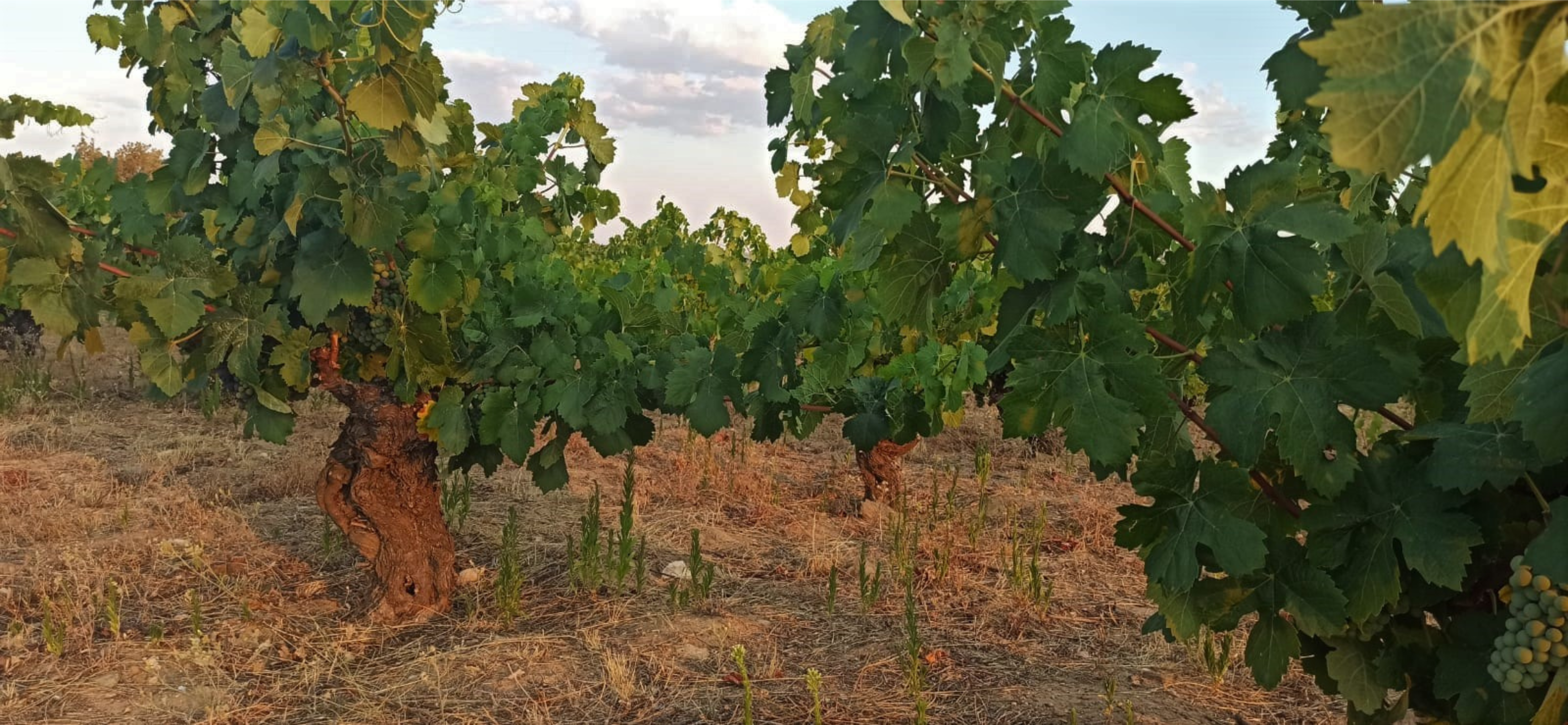 A vineyard in Arribes