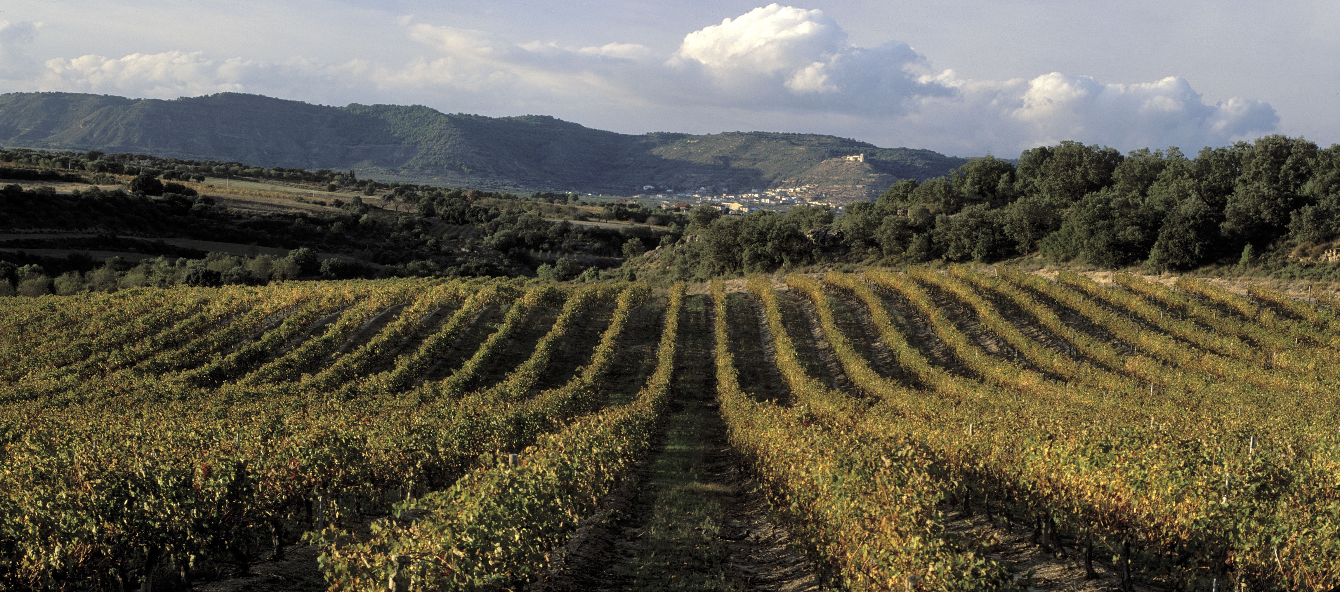 Viñedos de Viñas del Vero en el Somontano