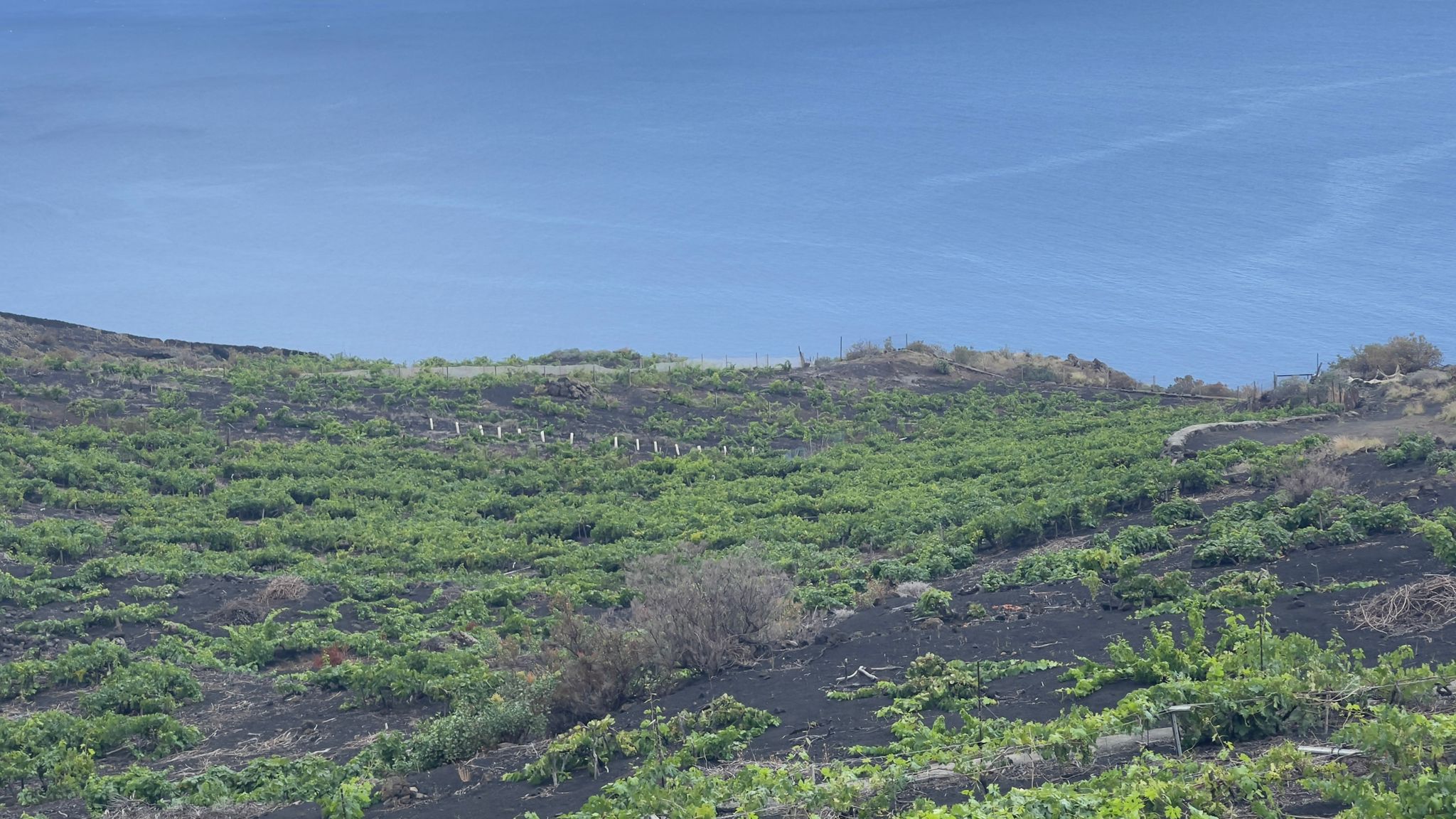 Angel de viñas en la Palma