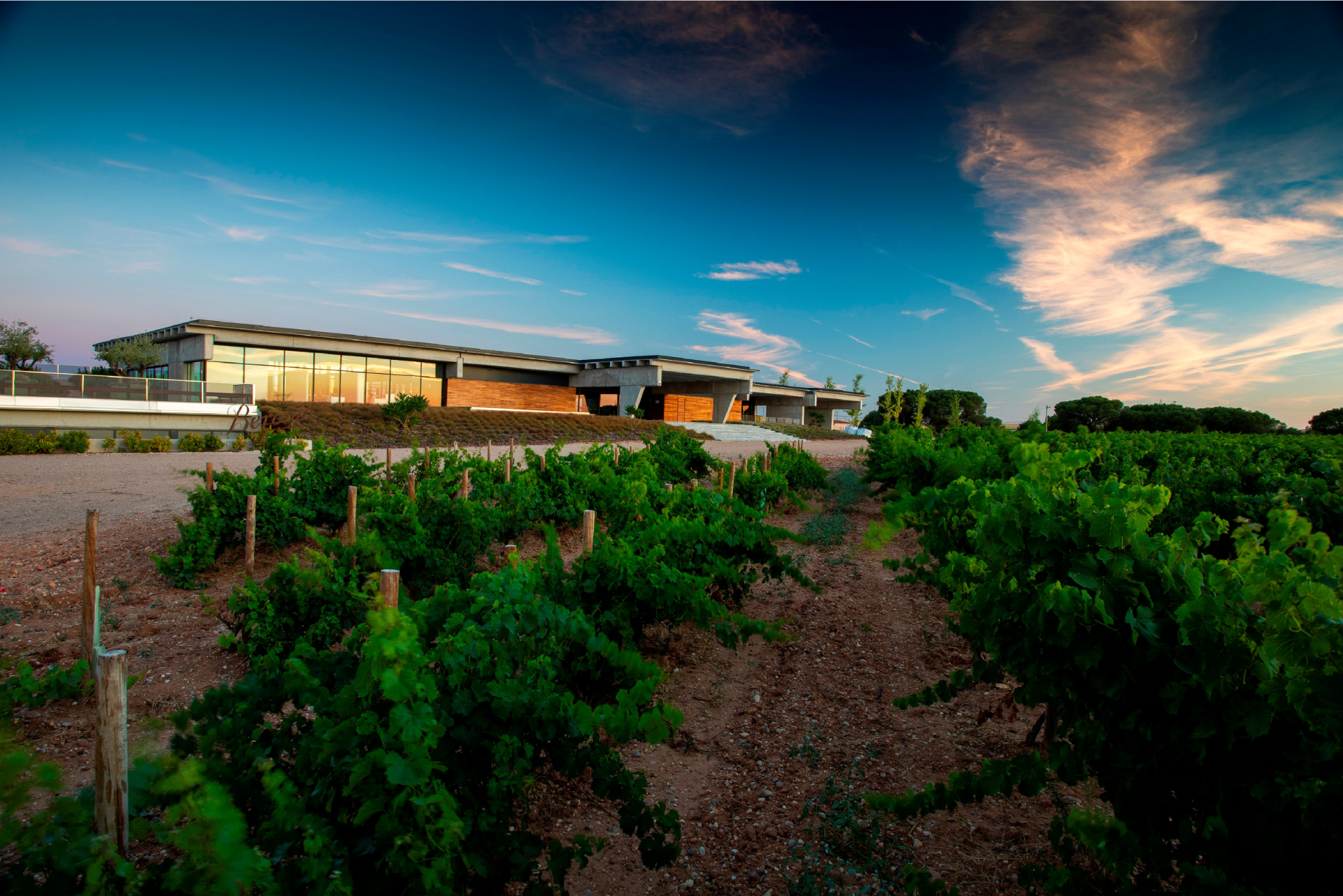 Beronia Rueda vineyard