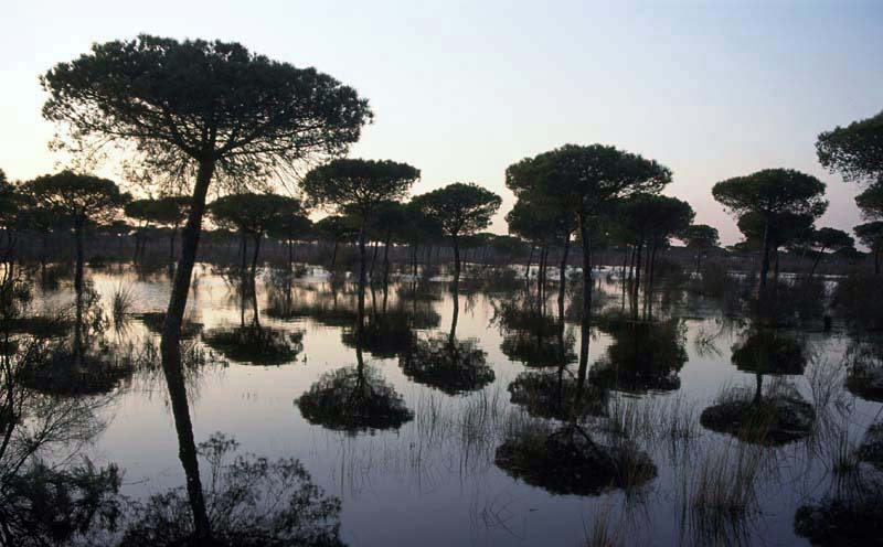 doñana