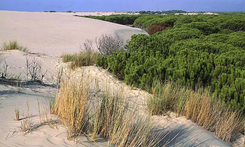doñana