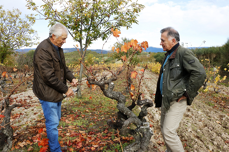Angel de Viñas. Oímbra. Monterrei. Proyecto González Byass