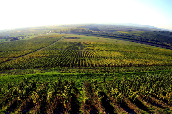 Disznoko vineyard