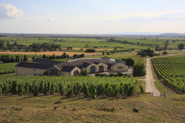 Disznoko Winery