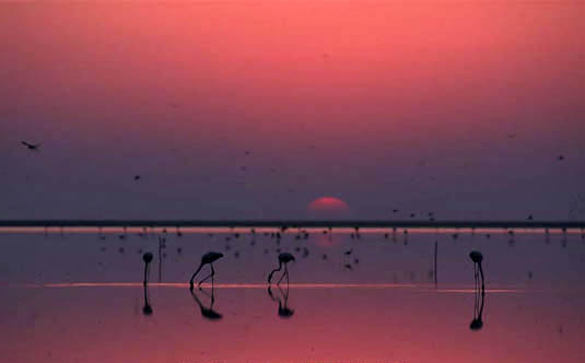 doñana