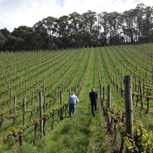 People walking through winery