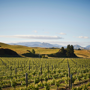 Jackson Estate Pinot Noir Vines 2