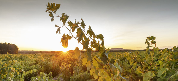 Fournier Crianza