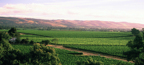 Vineyard Wirra Wirra 