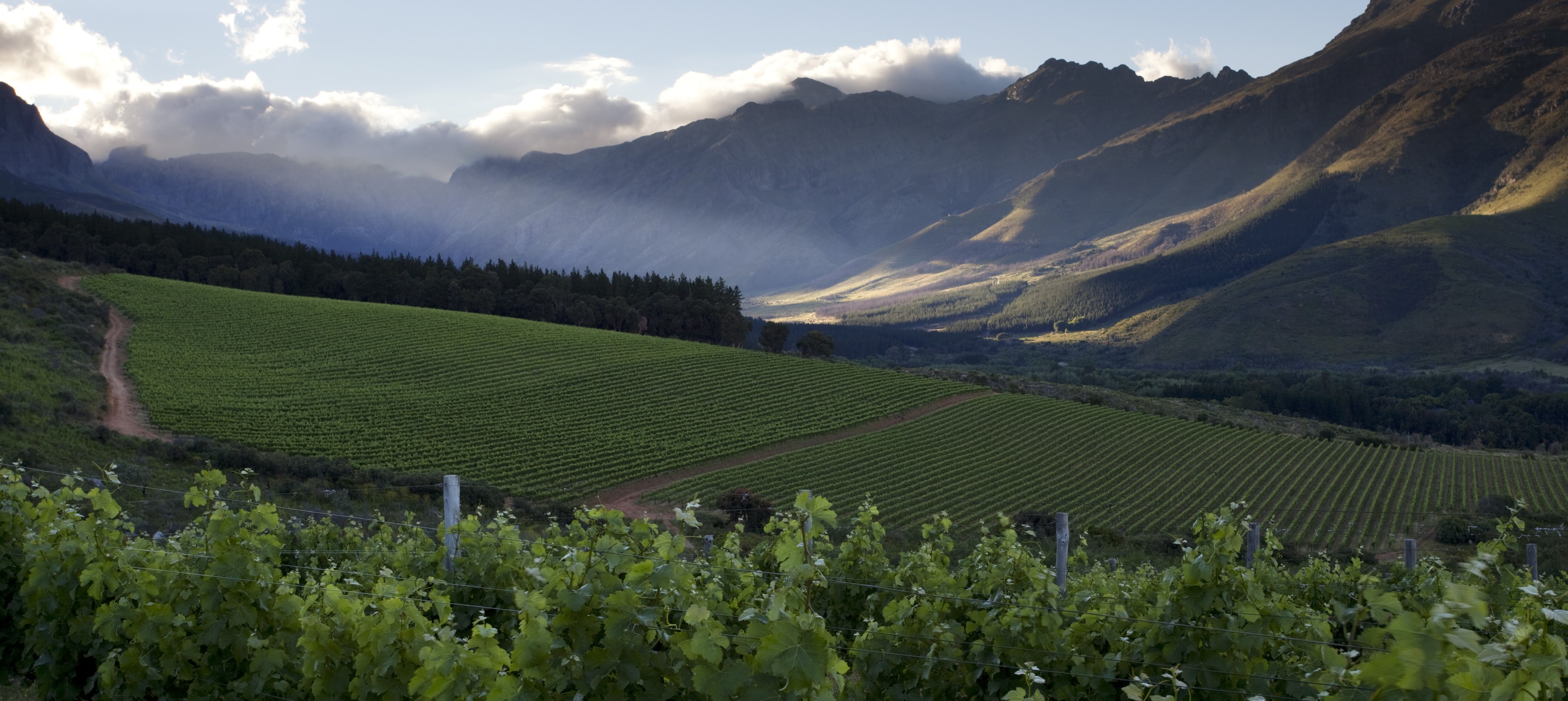 vineyards overlooking rolling hills