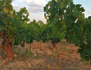 A vineyard in Arribes