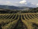 Viñedos de Viñas del Vero en el Somontano