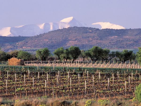 viñedos Viñas del Vero