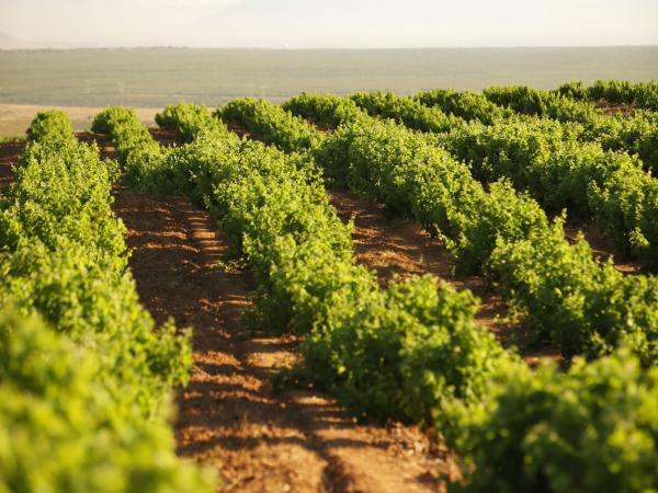 Groenekloof Vineyards Neil Ellis South Africa 