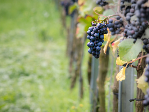 pinot noir bunch