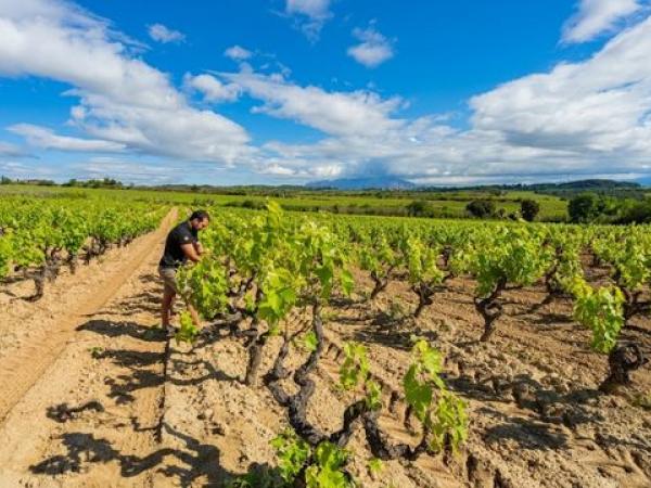 Dos viñedos singulares en el corazón de Espiells