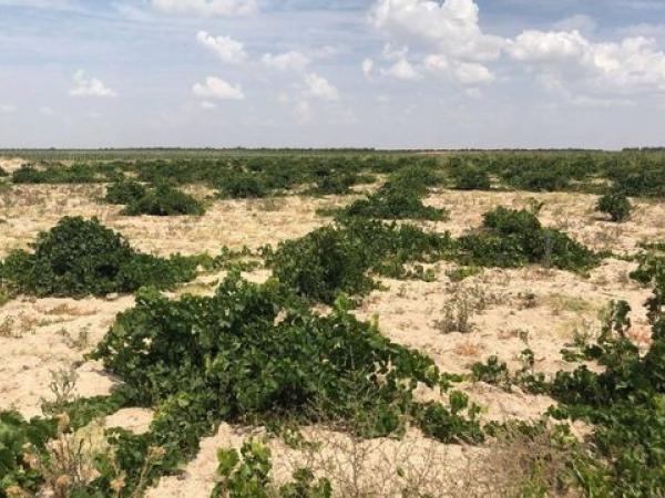 Un viñedo de 74 años en la D.O. Rueda  