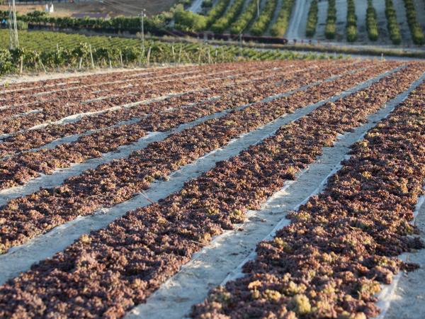 Viñedo de González Byass de la variedad de uva Pedro Ximene