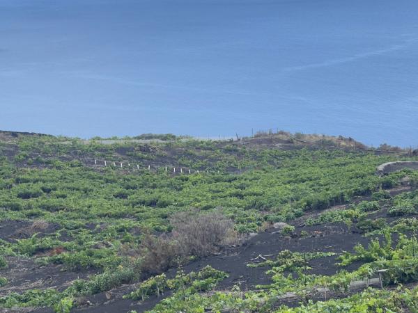 Angel de viñas en la Palma