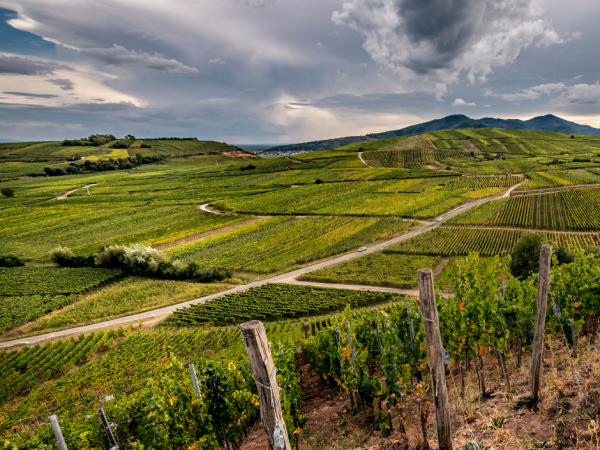 Domaine Zind-humbrect vineyards