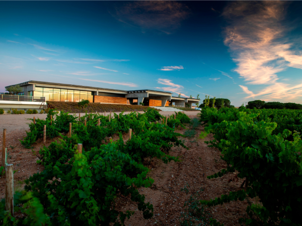Beronia Rueda vineyard