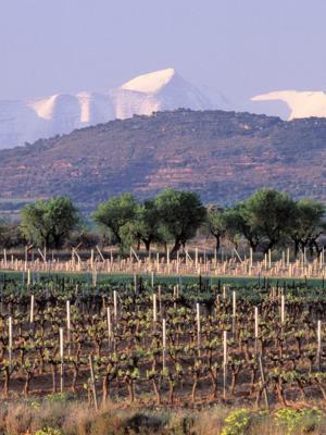 viñedos Viñas del Vero