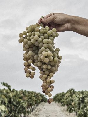 Vendimia ecológica en González Byass