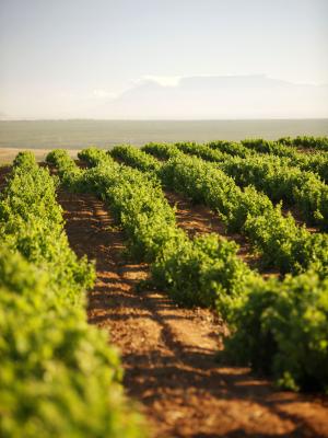 Groenekloof Vineyards Neil Ellis South Africa 