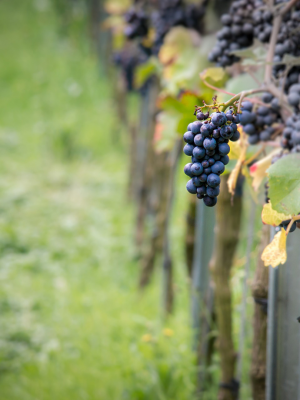 pinot noir bunch