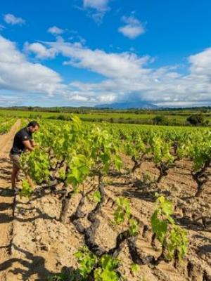 Dos viñedos singulares en el corazón de Espiells