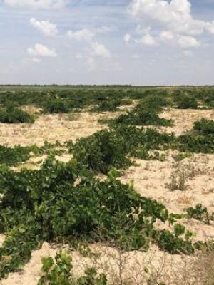 Un viñedo de 74 años en la D.O. Rueda  