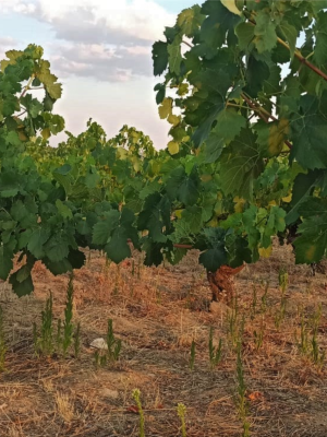 A vineyard in Arribes