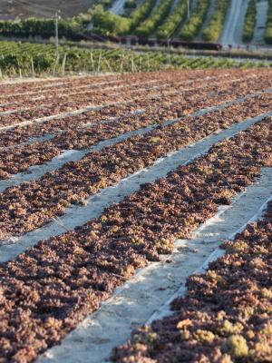 Viñedo de González Byass de la variedad de uva Pedro Ximene