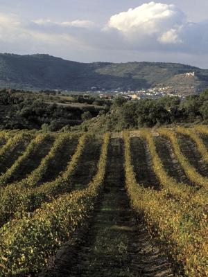 Viñedos de Viñas del Vero en el Somontano