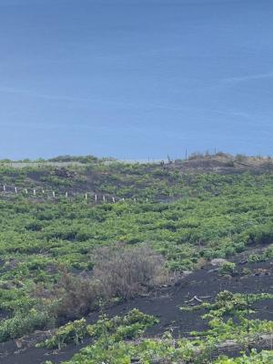 Angel de viñas en la Palma