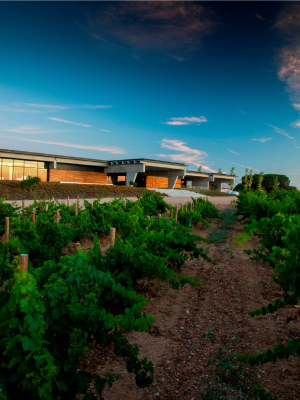 Beronia Rueda vineyard