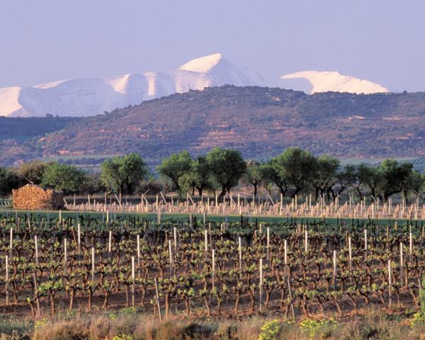 viñedos Viñas del Vero