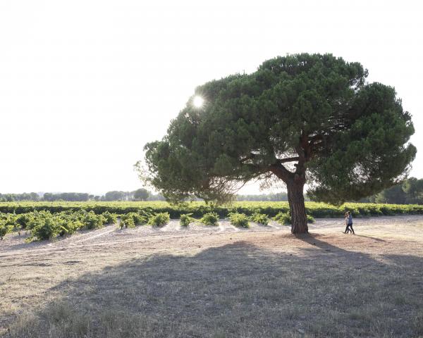 Viñedo Dominio Fournier en la Ribera del Duero