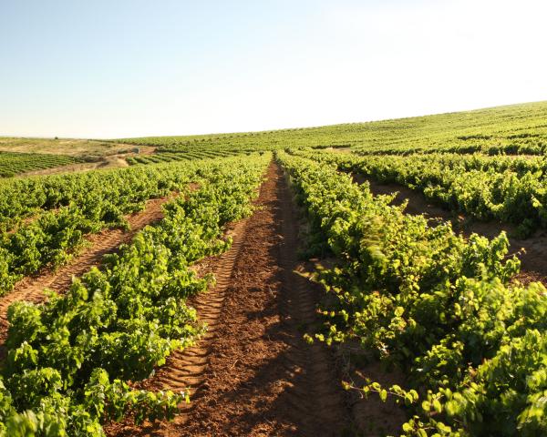 Groenekloof Vineyards Neil Ellis South Africa 