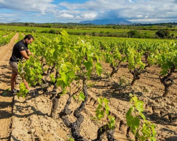 Dos viñedos singulares en el corazón de Espiells