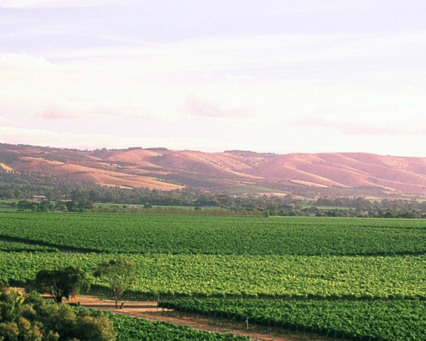 vineyard view wirra wirra 