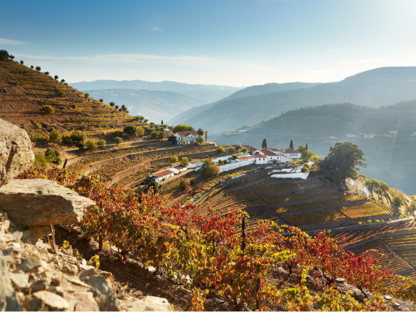 douro hillside