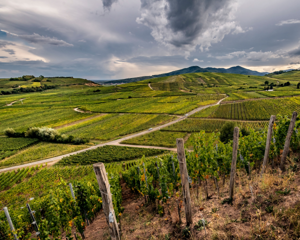 Domaine Zind-Humbrect hills