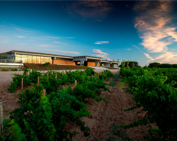 Beronia rueda vineyard