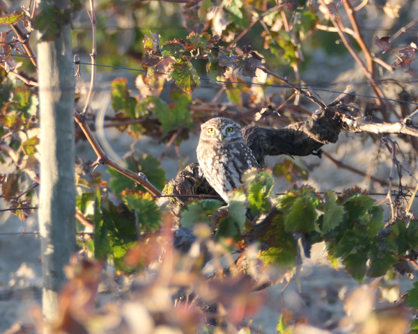 Owl in vineyard