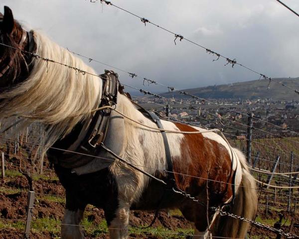 Domaine Zind-Humbrecht