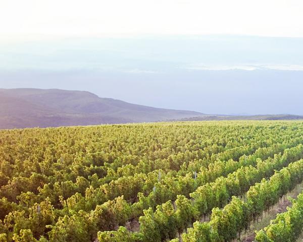 Viñedos Gonzalez Byass